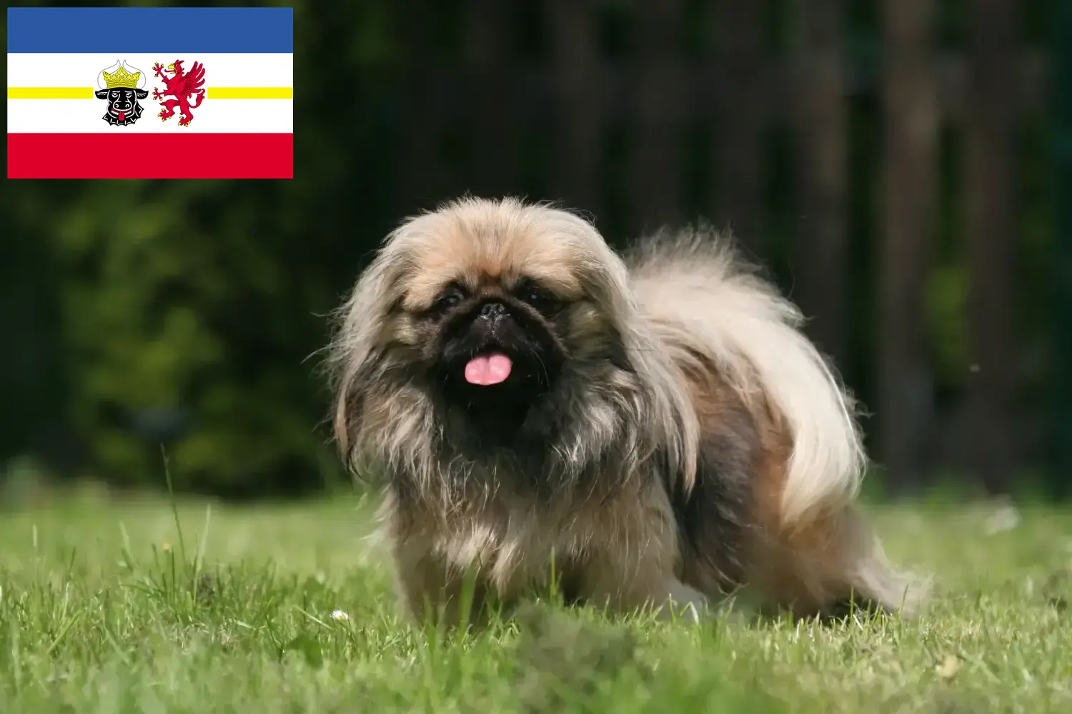 Read more about the article Pekingese opdrættere og hvalpe i Mecklenburg-Vorpommern