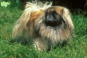 Read more about the article Pekingese opdrættere og hvalpe i Midtjylland