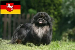 Read more about the article Pekingese-opdrættere og hvalpe i Niedersachsen