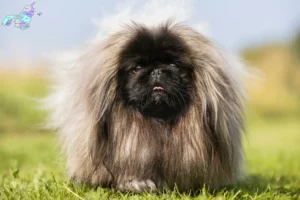 Read more about the article Pekingese opdrættere og hvalpe i Nordjylland