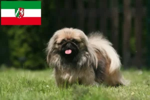 Read more about the article Pekingese opdrættere og hvalpe i Nordrhein-Westfalen