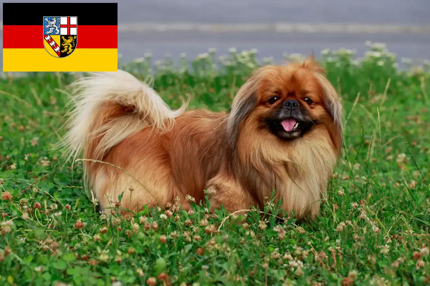 Read more about the article Pekingese opdrættere og hvalpe i Saarland