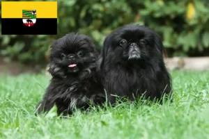 Read more about the article Pekingese-opdrættere og hvalpe i Sachsen-Anhalt