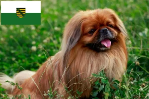 Read more about the article Pekingese-opdrættere og hvalpe i Sachsen