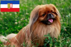 Read more about the article Pekingese-opdrættere og hvalpe i Slesvig-Holsten