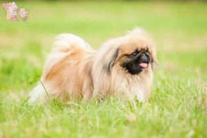 Read more about the article Pekingese opdrættere og hvalpe i Syddanmark