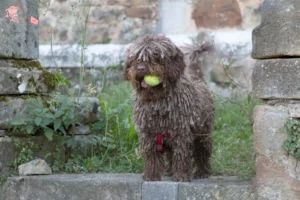 Read more about the article Perro de Agua Español opdrættere og hvalpe i Hovedstaden