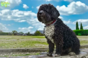 Read more about the article Perro de Agua Español opdrættere og hvalpe i Midtjylland