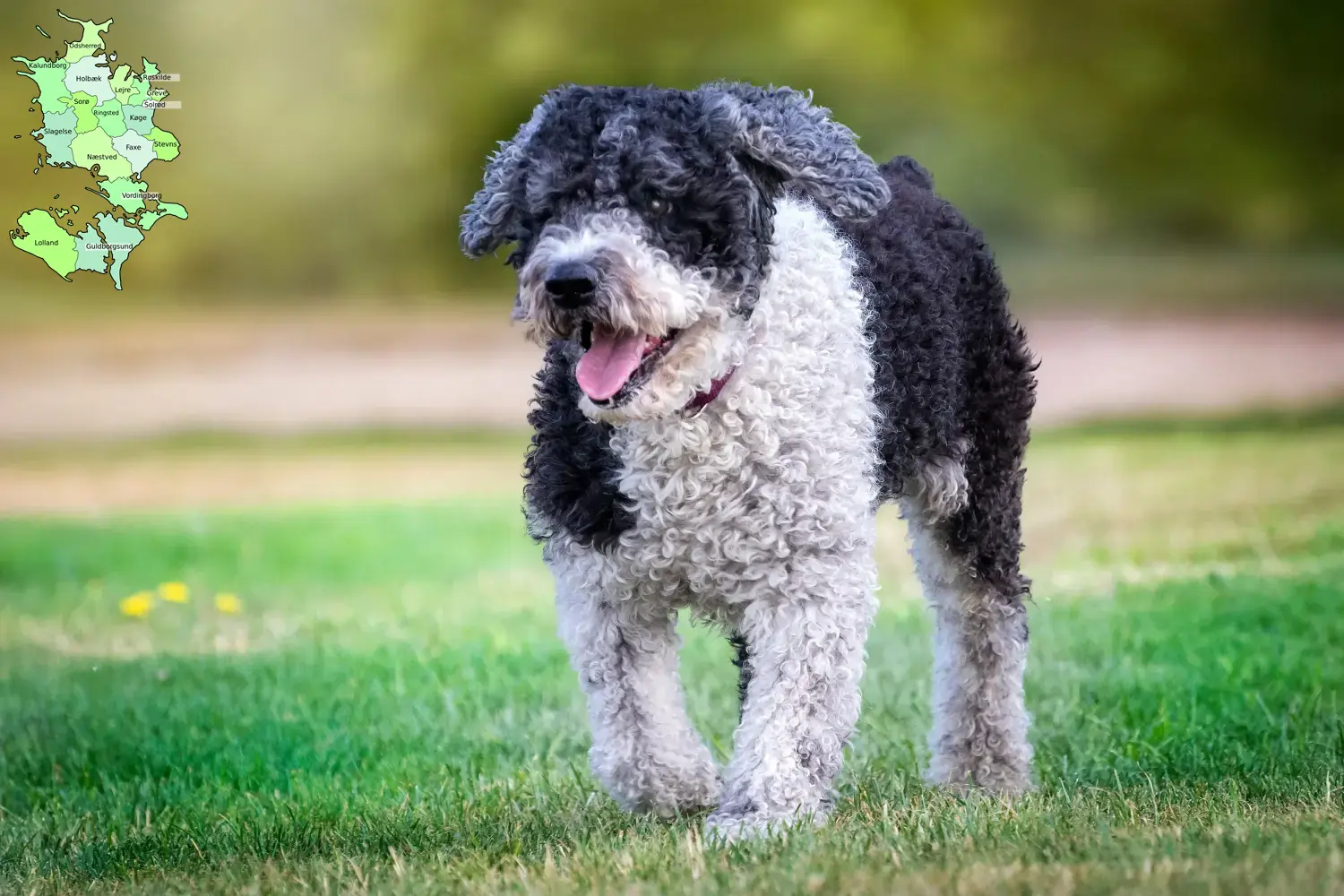 Read more about the article Perro de Agua Español opdrættere og hvalpe på Sjælland