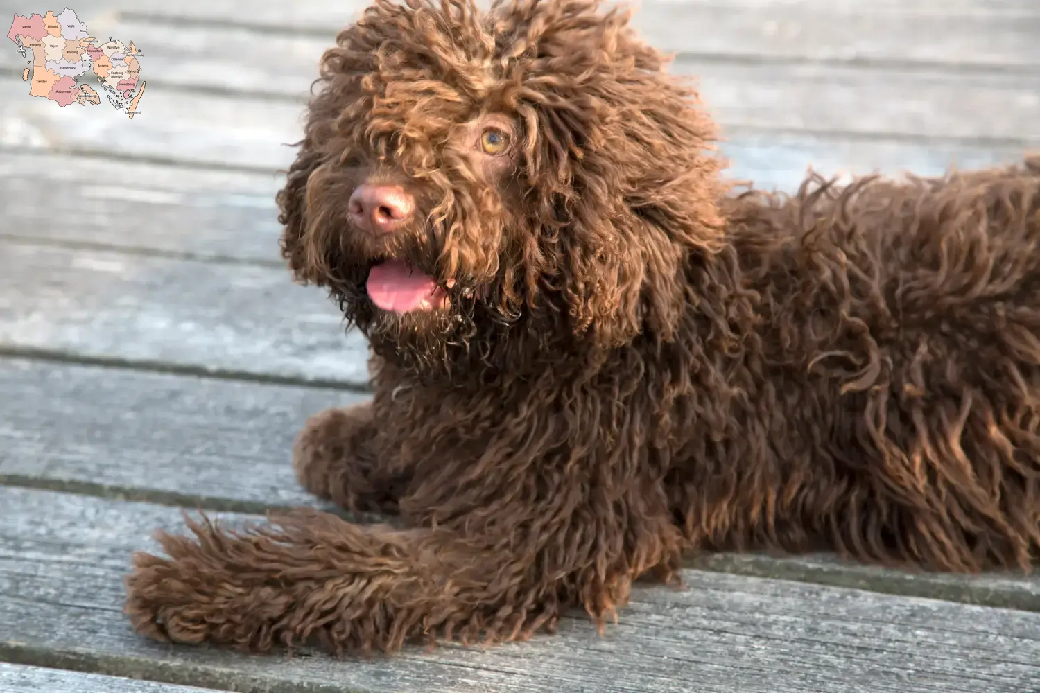 Read more about the article Perro de Agua Español opdrættere og hvalpe i Syddanmark