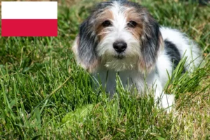 Read more about the article Petit Basset Griffon Vendéen opdrættere og hvalpe i Polen