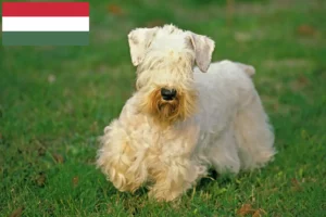 Read more about the article Sealyham Terrier opdrættere og hvalpe i Ungarn