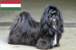 Read more about the article Shih Tzu opdrættere og hvalpe i Ungarn