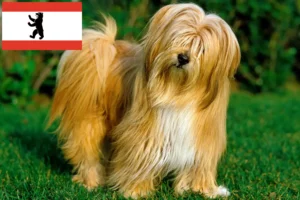 Read more about the article Tibetansk terrier opdrættere og hvalpe i Berlin