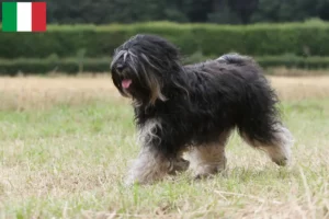 Read more about the article Tibetansk terrier opdrættere og hvalpe i Italien