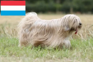 Read more about the article Tibetansk terrier opdrættere og hvalpe i Luxembourg