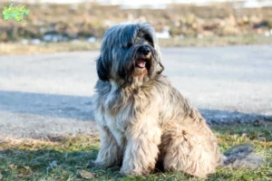 Read more about the article Tibetansk Terrier opdrættere og hvalpe i Midtjylland