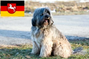 Read more about the article Tibetansk terrier opdrættere og hvalpe i Niedersachsen