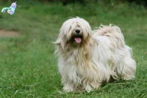 Read more about the article Tibetansk Terrier opdrættere og hvalpe i Nordjylland