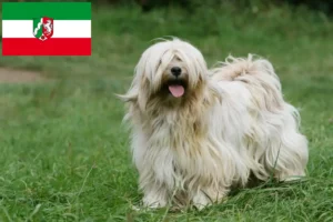 Read more about the article Tibetansk terrier opdrættere og hvalpe i Nordrhein-Westfalen