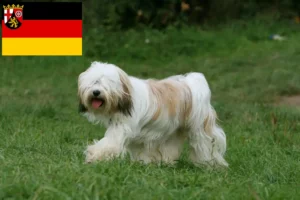 Read more about the article Tibetansk terrier opdrættere og hvalpe i Rheinland-Pfalz