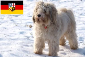 Read more about the article Tibetansk terrier opdrættere og hvalpe i Saarland