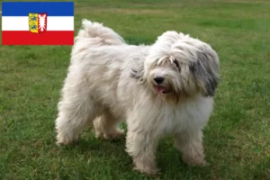 Read more about the article Tibetansk terrier opdrættere og hvalpe i Schleswig-Holstein