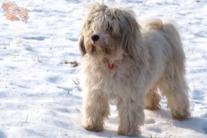 Read more about the article Tibetansk Terrier opdrættere og hvalpe i Syddanmark