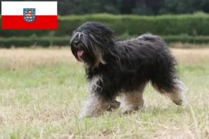 Read more about the article Tibetansk terrier opdrættere og hvalpe i Thüringen