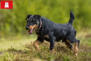 Read more about the article Tysk jagtterrier opdrætter og hvalpe i Hamborg