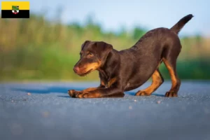 Read more about the article Tysk jagtterrier opdrættere og hvalpe i Sachsen-Anhalt