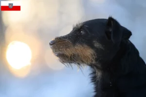 Read more about the article Tysk jagtterrier opdrættere og hvalpe i Thüringen