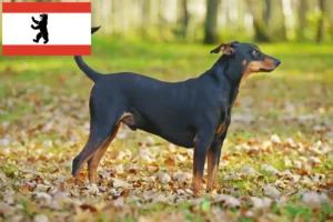 Read more about the article Tysk Pinscher opdrætter og hvalpe i Berlin