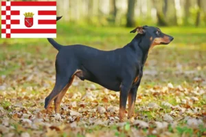 Read more about the article Tysk Pinscher opdrætter og hvalpe i Bremen