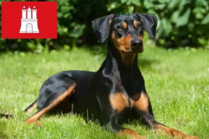 Read more about the article Tysk Pinscher opdrætter og hvalpe i Hamborg