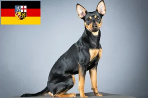 Read more about the article Tysk Pinscher opdrætter og hvalpe i Saarland