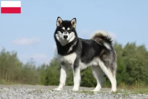 Read more about the article Alaskan Malamute opdrættere og hvalpe i Polen