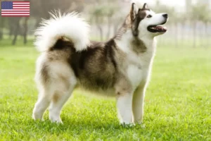 Read more about the article Alaskan Malamute opdrættere og hvalpe i USA