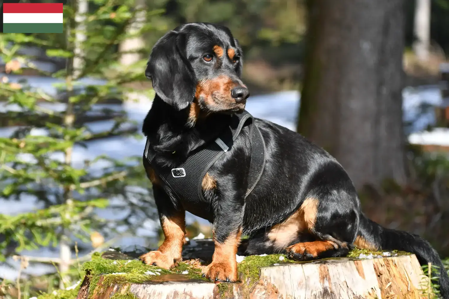 Read more about the article Alpine Dachsbracke opdrættere og hvalpe i Ungarn