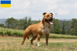 Read more about the article Amerikansk Staffordshire Terrier opdrættere og hvalpe i Ukraine