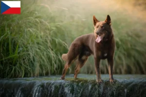 Read more about the article Australian Kelpie opdrættere og hvalpe i Tjekkiet