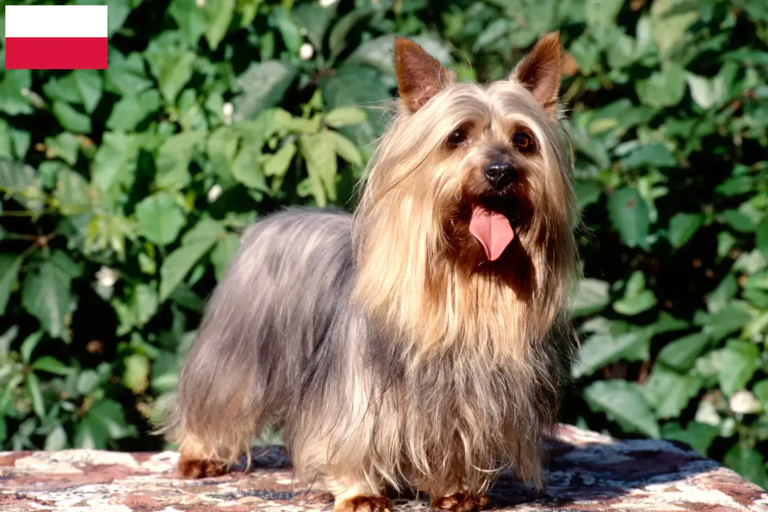 Read more about the article Australian Silky Terrier opdrættere og hvalpe i Polen