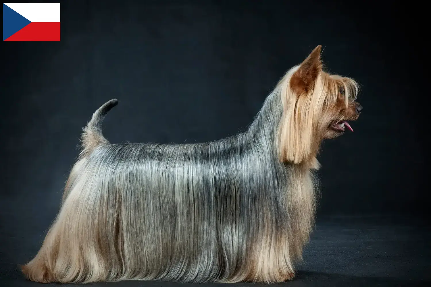 Read more about the article Australian Silky Terrier opdrættere og hvalpe i Tjekkiet