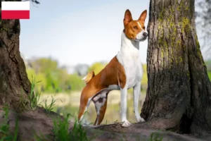 Read more about the article Basenji opdrættere og hvalpe i Polen