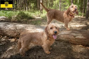 Read more about the article Basset fauve de Bretagne opdrættere og hvalpe i Baden-Württemberg