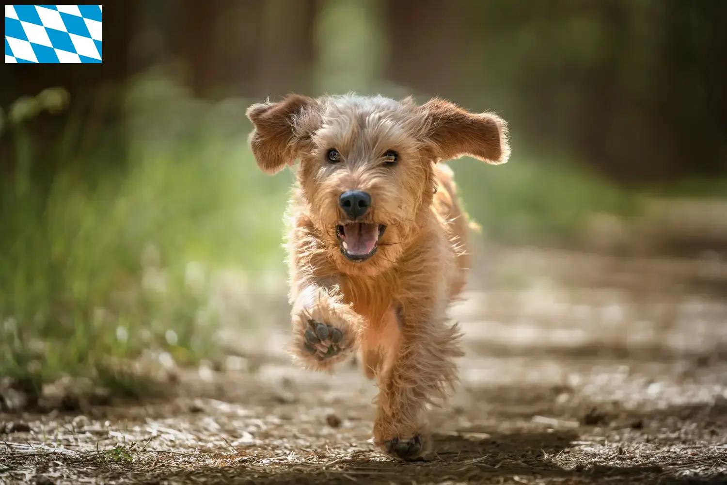 Read more about the article Basset fauve de Bretagne opdrættere og hvalpe i Bayern