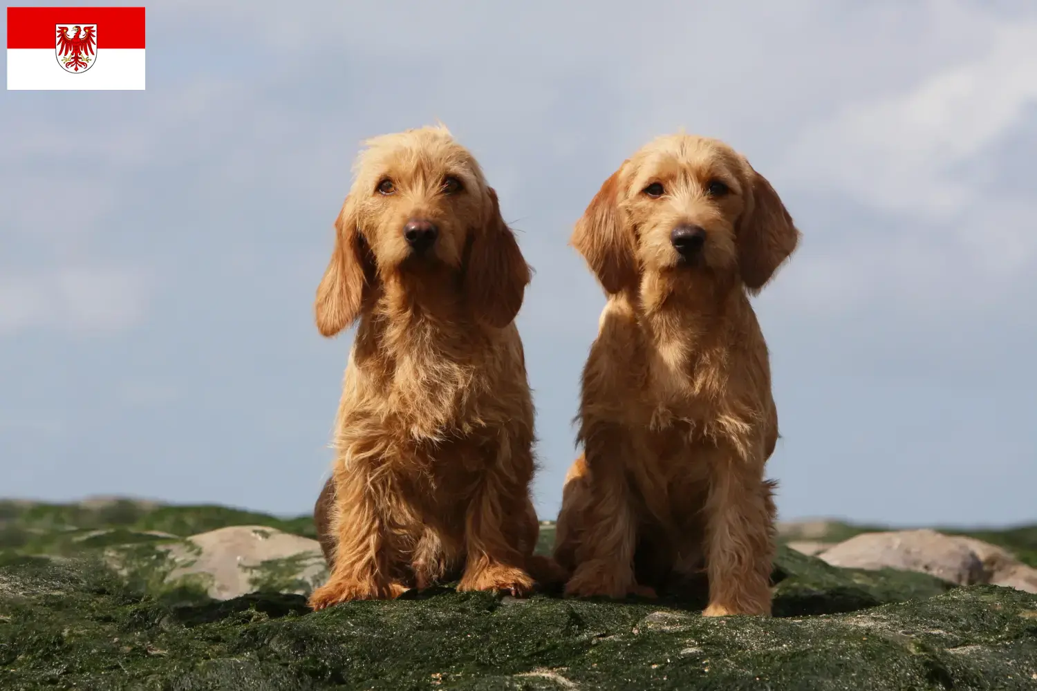 Read more about the article Basset fauve de Bretagne opdrættere og hvalpe i Brandenburg