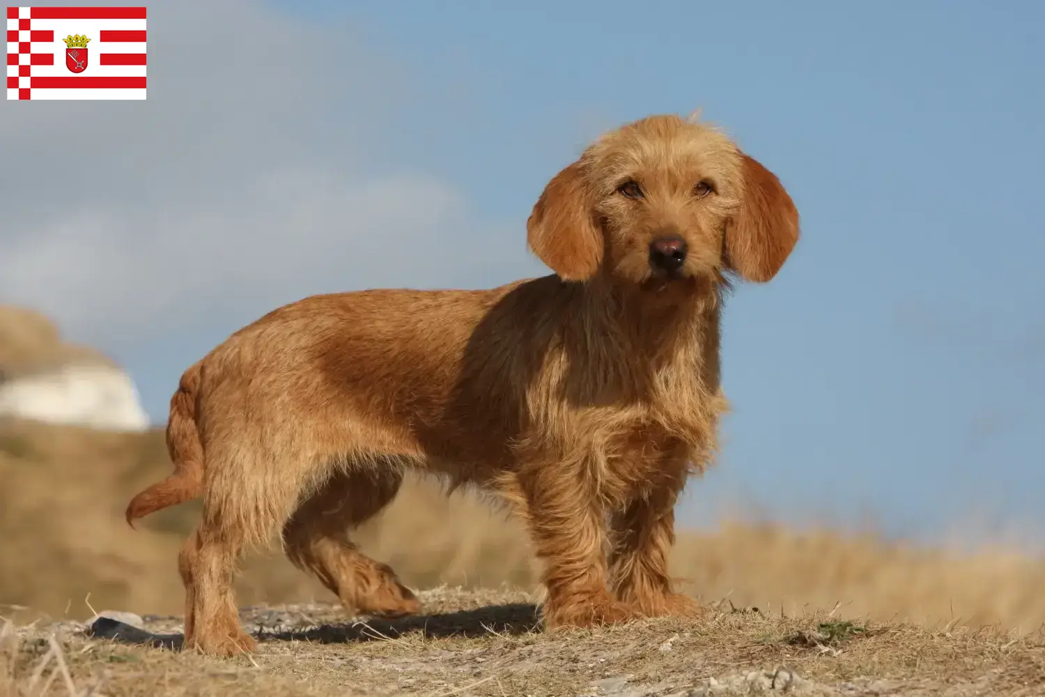 Read more about the article Basset fauve de Bretagne opdrættere og hvalpe i Bremen