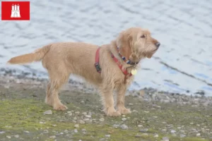 Read more about the article Basset fauve de Bretagne opdrættere og hvalpe i Hamborg