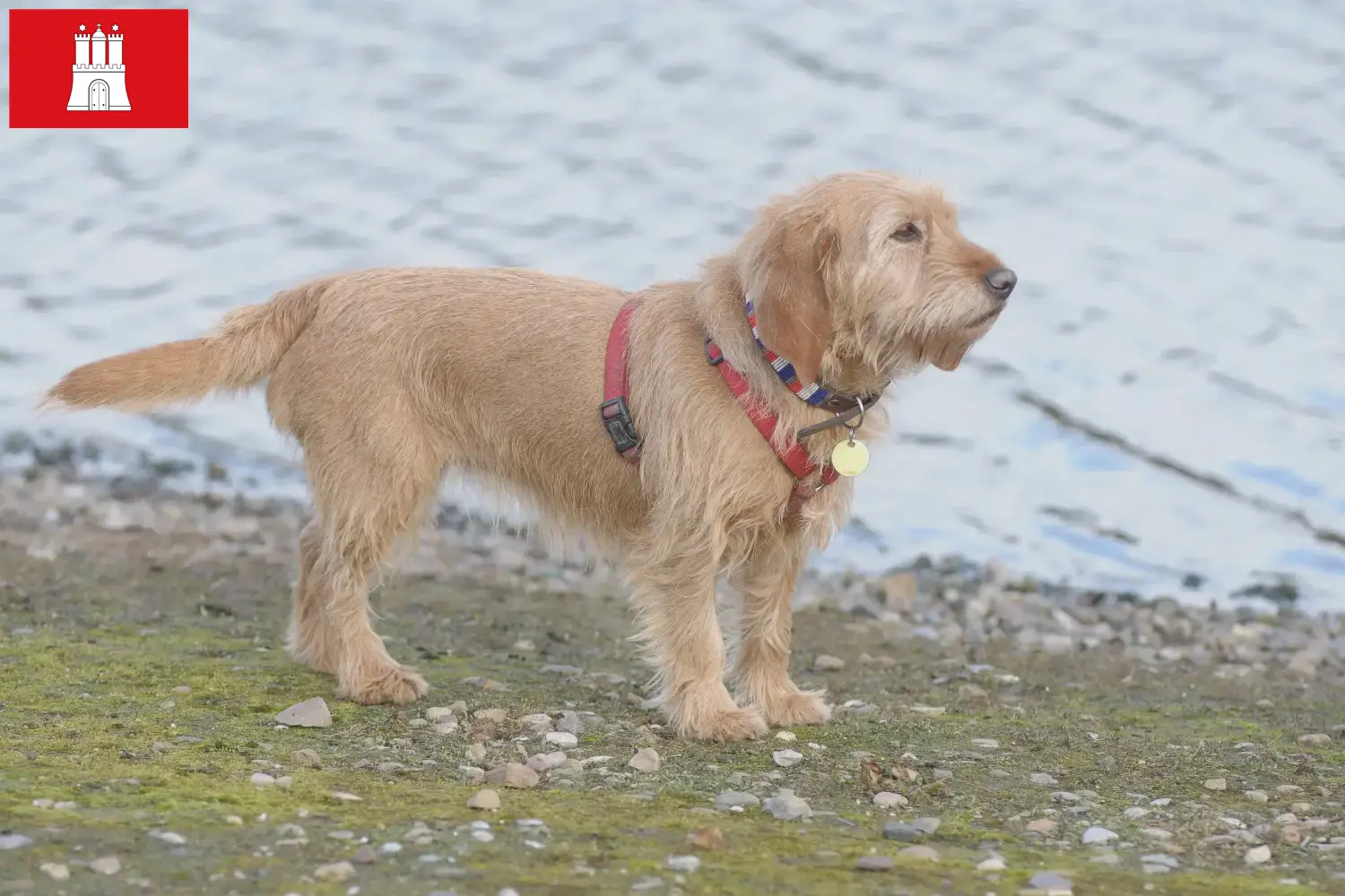 Read more about the article Basset fauve de Bretagne opdrættere og hvalpe i Hamborg